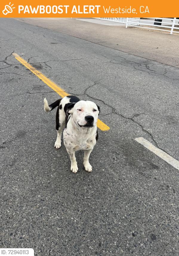 Found/Stray Female Dog last seen W.Olive & N.Hayes Ave., Westside, CA 93723