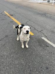 Found/Stray Female Dog last seen W.Olive & N.Hayes Ave., Westside, CA 93723