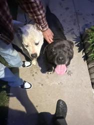 Found/Stray Unknown Dog last seen Fox hill Parj, Centennial, CO 80015
