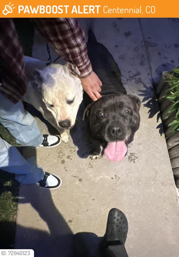 Found/Stray Unknown Dog last seen Fox hill Parj, Centennial, CO 80015
