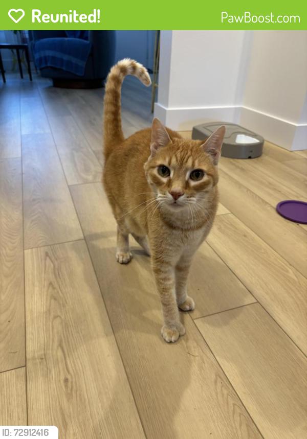 Reunited Male Cat last seen Union, Seattle, WA 98122