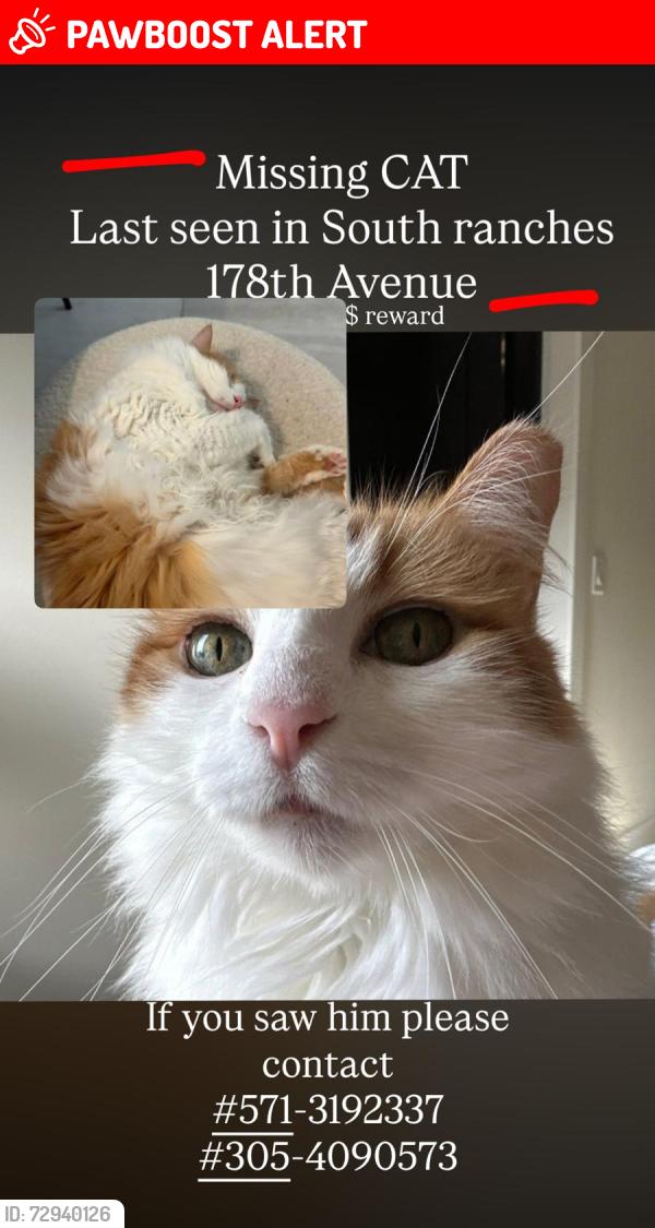 Lost Female Cat last seen Near Silver lakes fl and south ranches fl , Southwest Ranches, FL 33028
