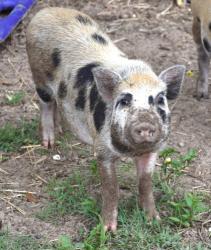 Shelter Stray Male Pig last seen Pine Ridge, FL 34465, Inverness, FL 34450