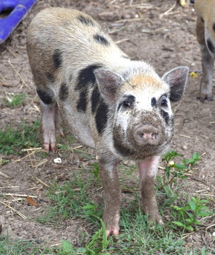 Shelter Stray Male Pig last seen Pine Ridge, FL 34465, Inverness, FL 34450