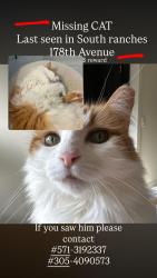 Lost Female Cat last seen Near Silver lakes fl and south ranches fl , Southwest Ranches, FL 33028