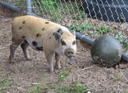 Shelter Stray Male Pig last seen Pine Ridge, FL 34465, Inverness, FL 34450