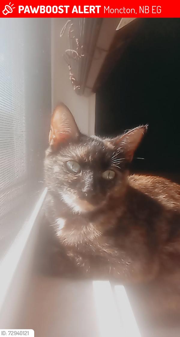 Lost Female Cat last seen Amity moncton , Moncton, NB E1G