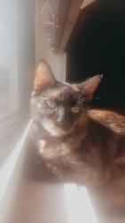 Lost Female Cat last seen Amity moncton , Moncton, NB E1G