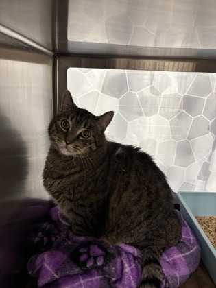 Shelter Stray Male Cat last seen Seattle, WA 98103, Seattle, WA 98119