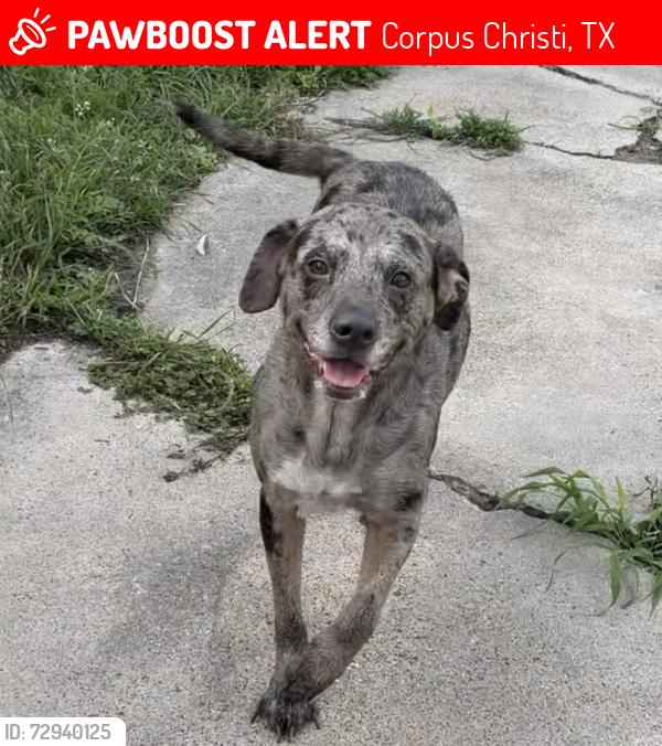 Lost Female Dog last seen Del Mar college, Corpus Christi, TX 78415