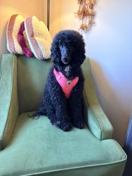 Reunited Female Dog last seen Marsh and Sober Road in Fowlerville, MI, Conway Township, MI 48836