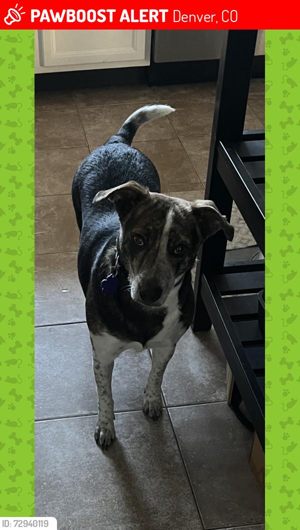 Lost Female Dog last seen 17th and Detroit running towards Colfax - near City Park, Denver, CO 80206