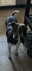 Lost Female Dog last seen 17th and Detroit running towards Colfax - near City Park  , Denver, CO 80206