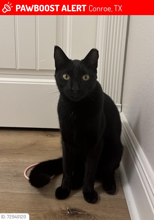 Lost Male Cat last seen Carriage Hills Blvd and Pebblebrook Cir, Conroe, TX 77384
