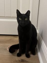 Lost Male Cat last seen Carriage Hills Blvd and Pebblebrook Cir, Conroe, TX 77384