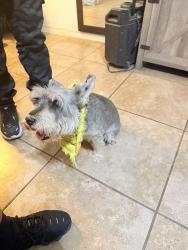 Reunited Male Dog last seen Edgemere and Alton oaks, El Paso, TX 79938