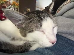 Reunited Female Cat last seen The Landry apmts, Arlington, TX 76006