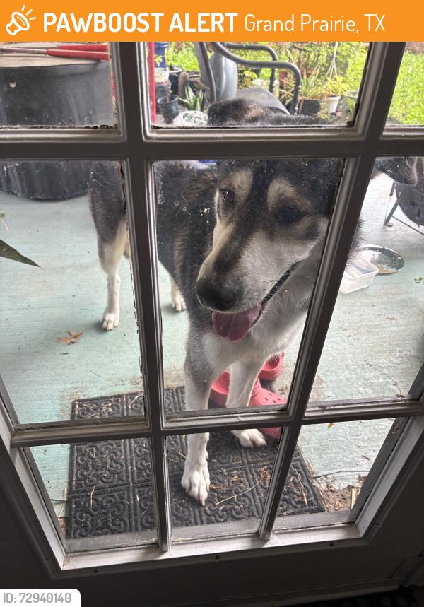 Found/Stray Male Dog last seen Fish creek trail start in grand prairie, Grand Prairie, TX 75052