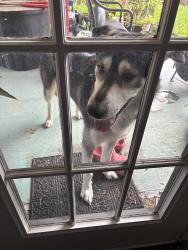Found/Stray Male Dog last seen Fish creek trail start in grand prairie, Grand Prairie, TX 75052