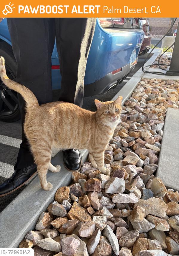 Found/Stray Unknown Cat last seen vitalia apmts, Palm Desert, CA 92260