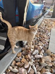 Found/Stray Unknown Cat last seen vitalia apmts, Palm Desert, CA 92260