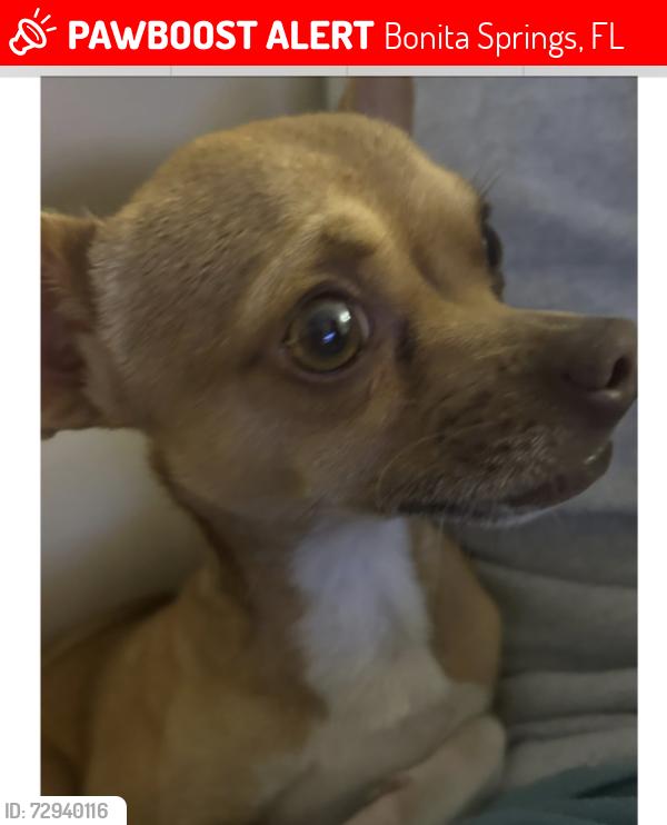 Lost Male Dog last seen my hse 26730 sherwood ln , Bonita Springs, FL 34135