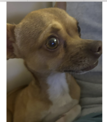 Lost Male Dog last seen my hse 26730 sherwood ln , Bonita Springs, FL 34135