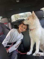 Reunited Female Dog last seen 31st St, San Diego, CA 92104, San Diego, CA 92104