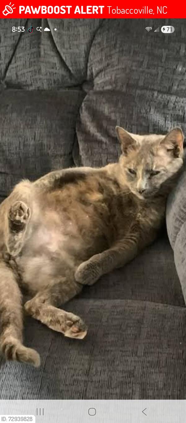 Lost Female Cat last seen Sunnybrook Court and Butner road, Tobaccoville, NC 27050
