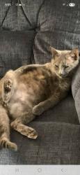 Lost Female Cat last seen Sunnybrook Court and Butner road, Tobaccoville, NC 27050