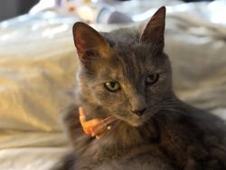 Lost Female Cat last seen Foodworks Frankston, Frankston North, VIC 3200