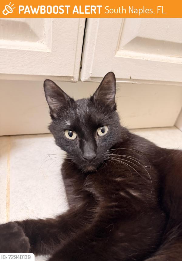 Found/Stray Male Cat last seen DS’s office, South Naples, FL 34112
