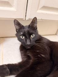 Found/Stray Male Cat last seen DS’s office, South Naples, FL 34112