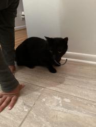 Reunited Female Cat last seen Rural hill Rd, Nashville, TN 37217
