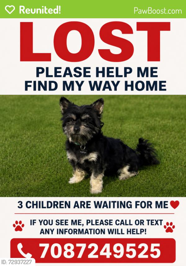 Reunited Male Dog last seen Near South Park av , South Holland, IL 60473