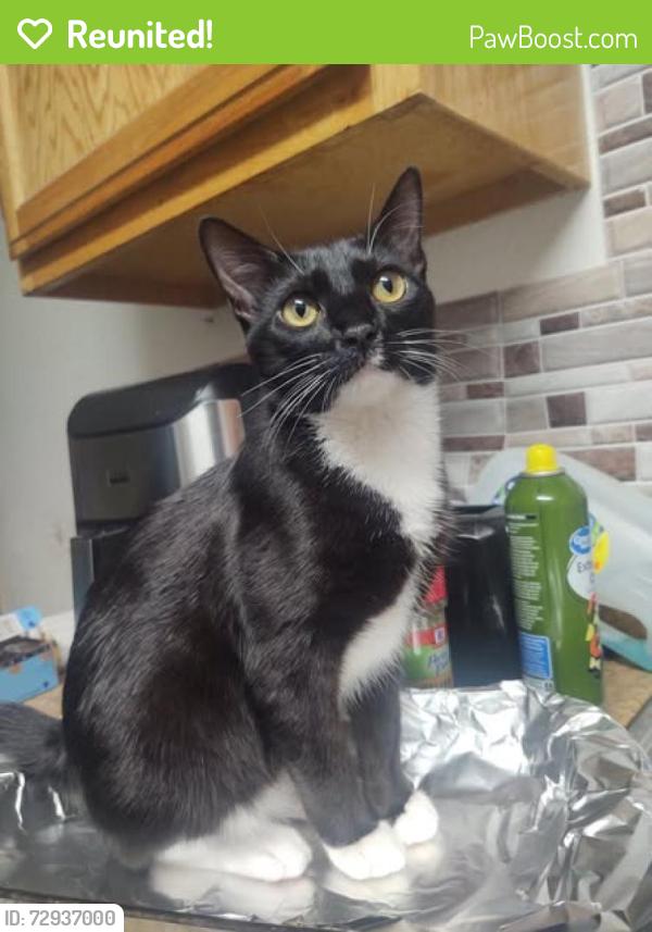 Reunited Female Cat last seen Near west capitol ave west sacramento ca 95691, West Sacramento, CA 95691