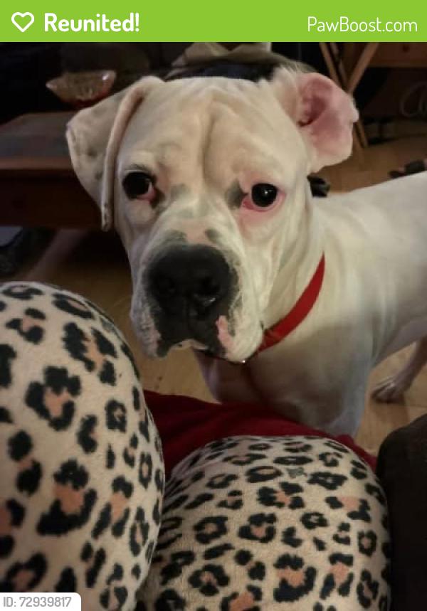 Reunited Male Dog last seen Inman Road (292) & Bobo, Wellford, SC 29385