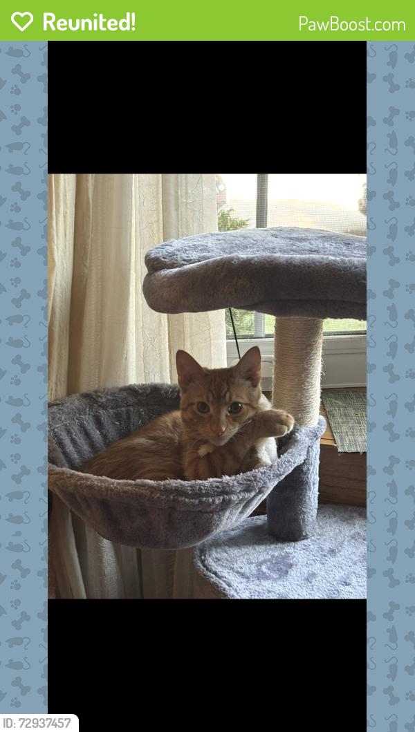 Reunited Male Cat last seen Bayshore mall, Glendale, WI 53217