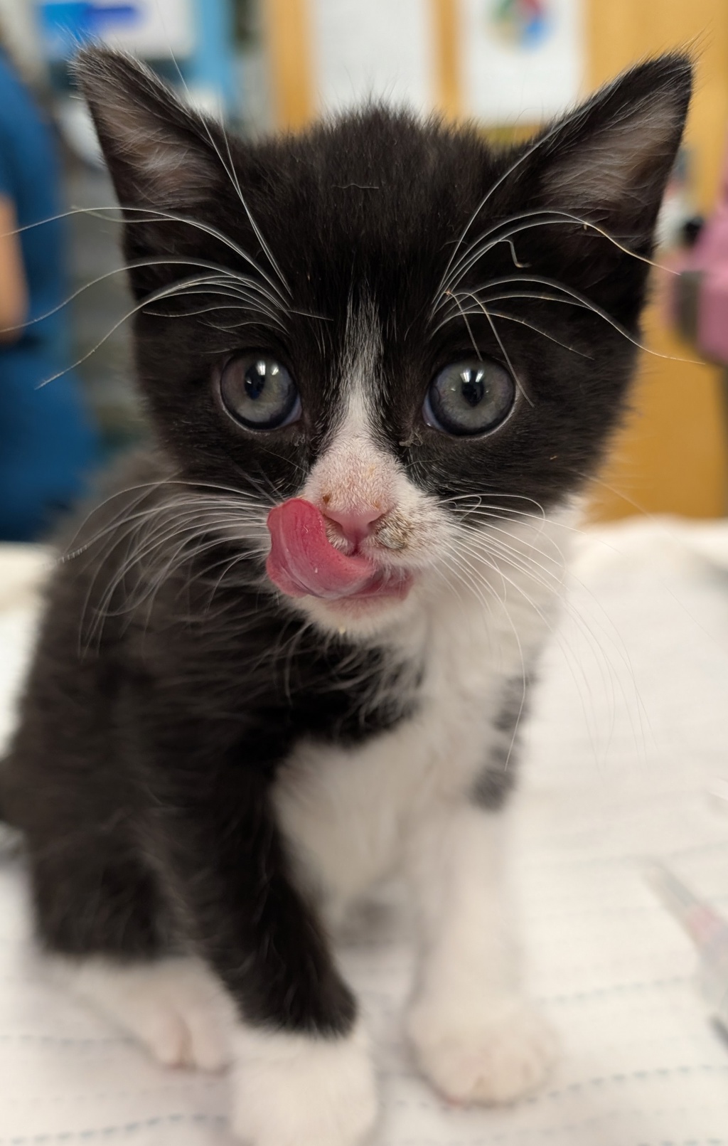 Shelter Stray Female Cat last seen El Cajon, CA, 92020, San Diego, CA 92110