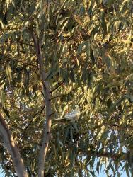 Lost Female Bird last seen Tall tree behind O’Farrell Charter School. , San Diego, CA 92114