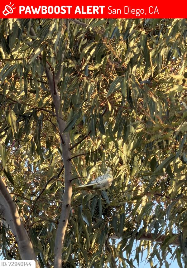Lost Female Bird last seen Tall tree behind O’Farrell Charter School. , San Diego, CA 92114