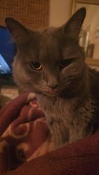 Reunited Male Cat last seen Between Villeneuve and Mont Royal, Montréal, QC H2T 1Y6
