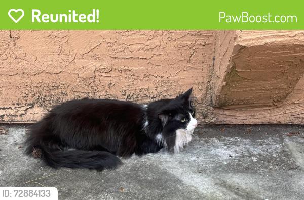Reunited Unknown Cat last seen Near ct , Walnut Creek, CA 94596