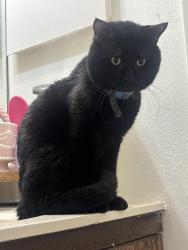 Reunited Male Cat last seen Storming Crab , Kirkwood, MO 63122