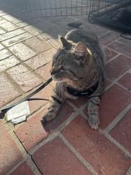 Lost Male Cat last seen Bayview Ave and Orchard Dr., Newport Beach, CA 92660