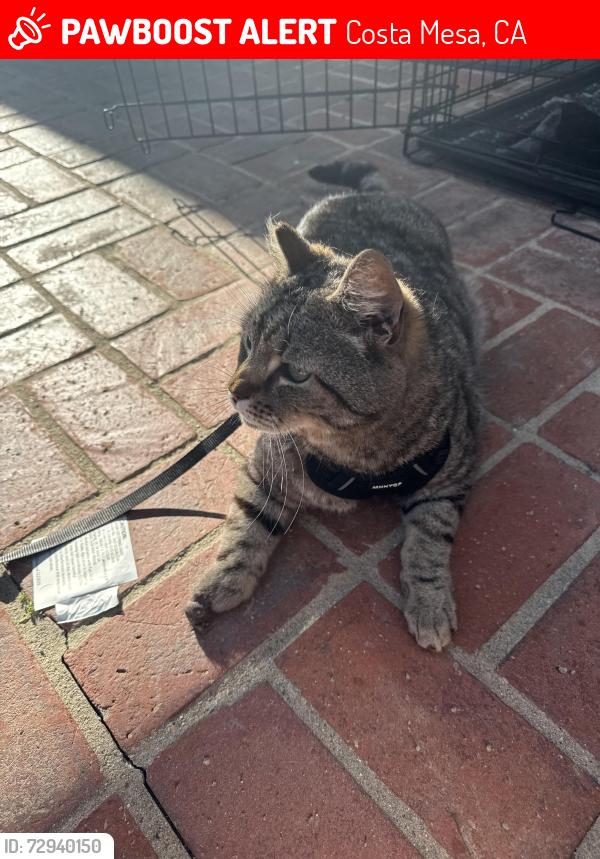 Lost Male Cat last seen Bayview Ave and Orchard Dr., Newport Beach, CA 92660