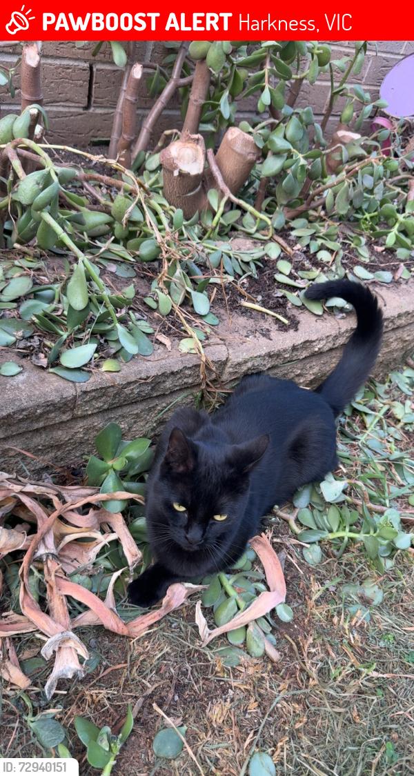 Lost Female Cat last seen harkness melton west, Harkness, VIC 3337