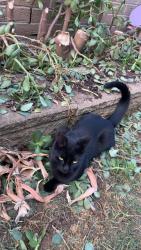 Lost Female Cat last seen harkness melton west, Harkness, VIC 3337