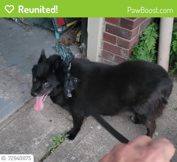 Reunited Unknown Dog last seen Pennsylvania Ave and Jefferson St, Jeannette, PA 15644