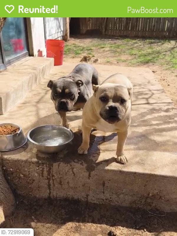 Reunited Male Dog last seen 82nd and University , Lubbock, TX 79423